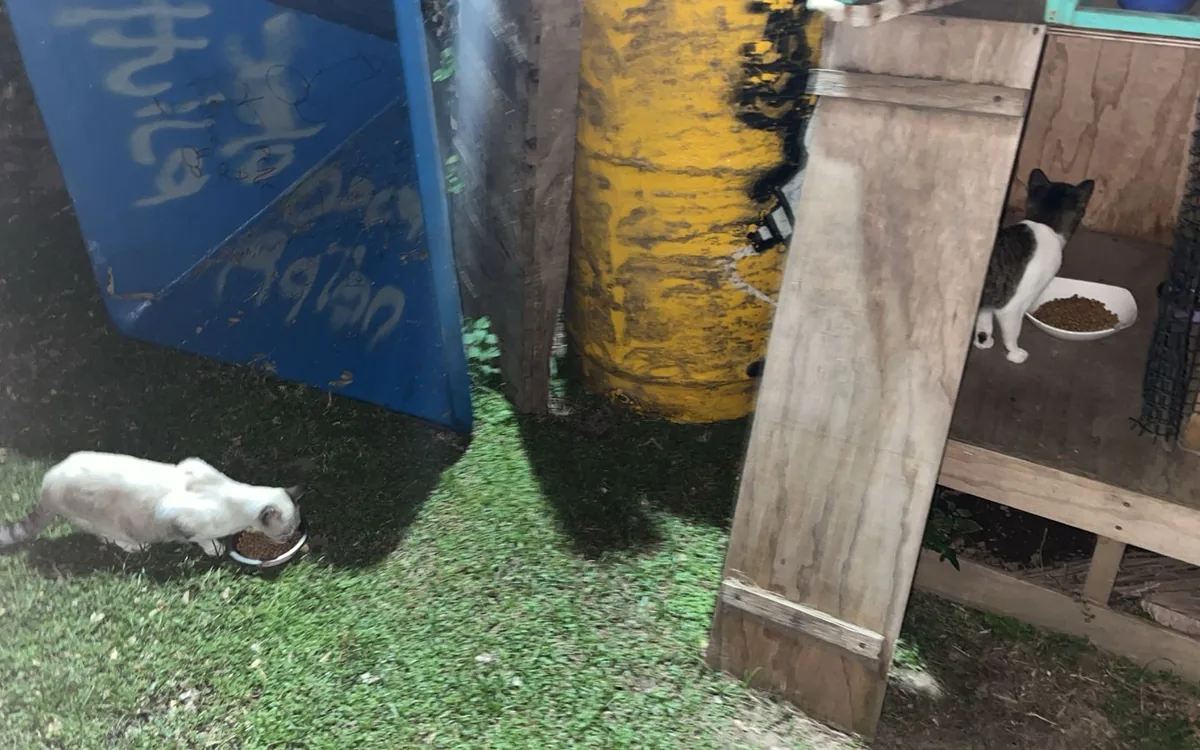 Colonia felina de San Pablo, Neiva